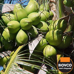 Penggunaan minyak kelapa dara untuk kesihatan, kecantikan dan awet muda