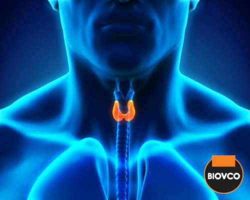 Kelenjar tiroid terdiri dari dua lobus, satu di sebelah kanan dan satu lagi disebelah kiri.