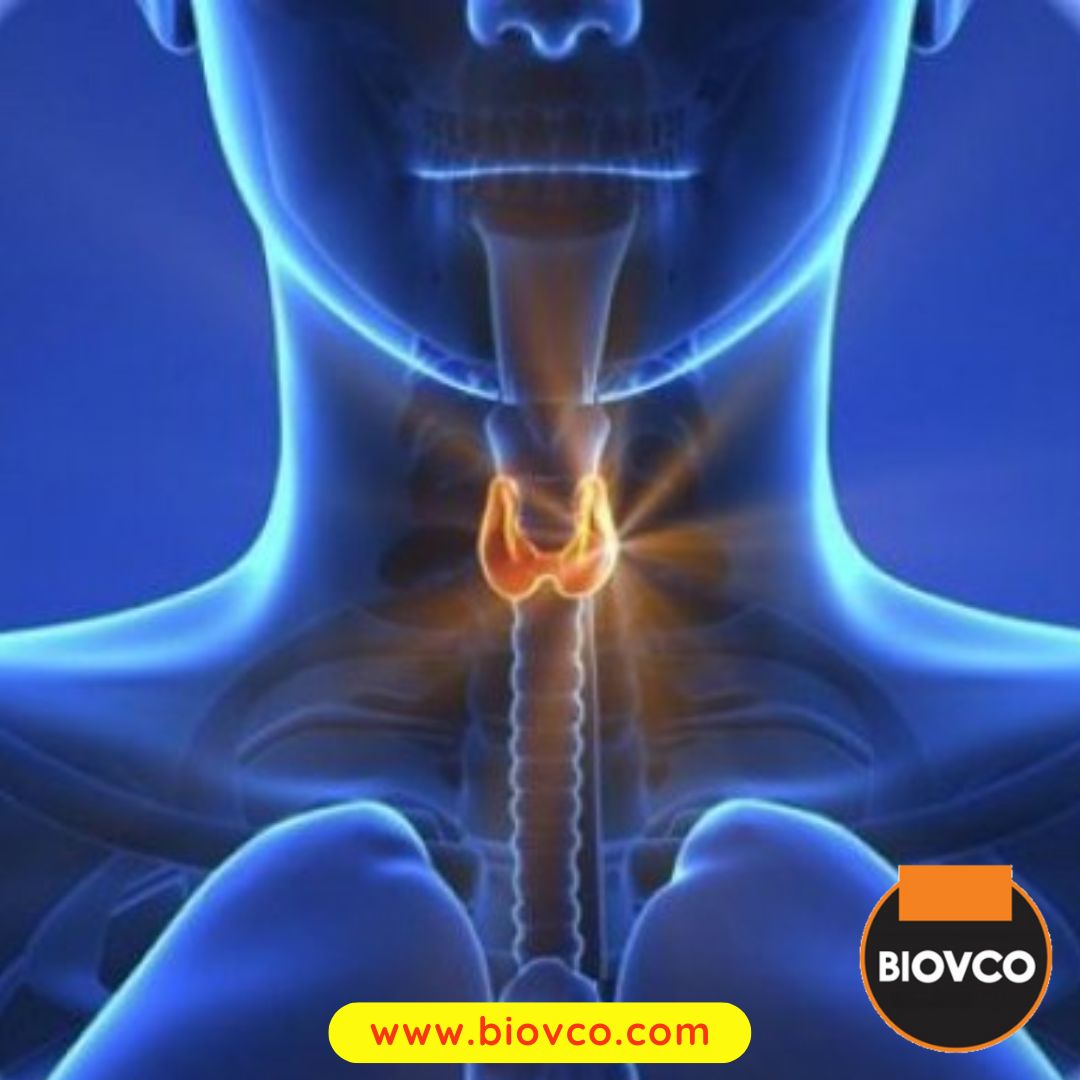 Kelenjar tiroid yang menghasilkan hormon tiroid adalah amat penting dalam mengawal metabolisma